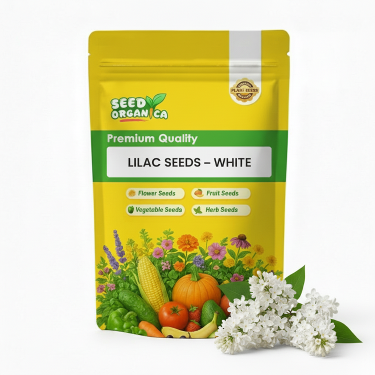 Lilac Seeds – White