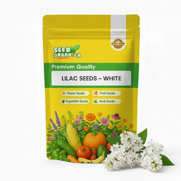 Lilac Seeds – White