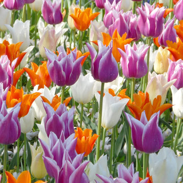 Lily-Flowered Tulip Seeds - Flower Plant