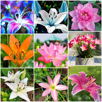 Lily Seeds - All In One For Home Gardens