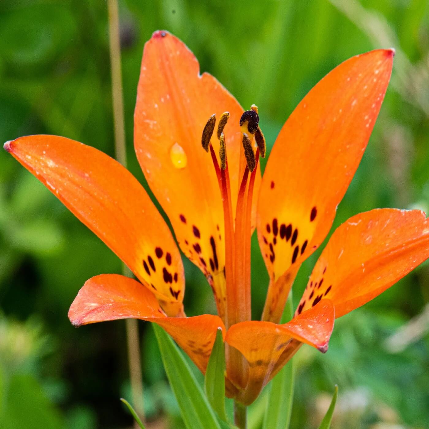 Lily Seeds - All In One For Home Gardens