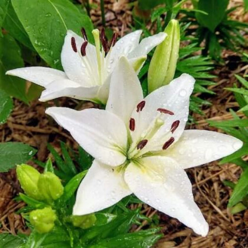 Lily Seeds - All In One For Home Gardens