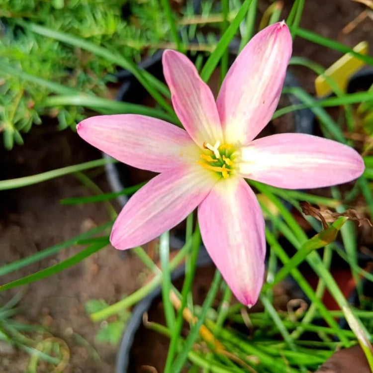 Lily Seeds - All In One For Home Gardens