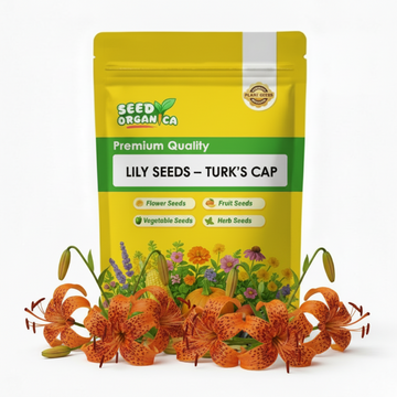 Lily Seeds – Turk’s Cap