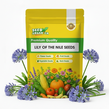 Lily of the Nile Seeds