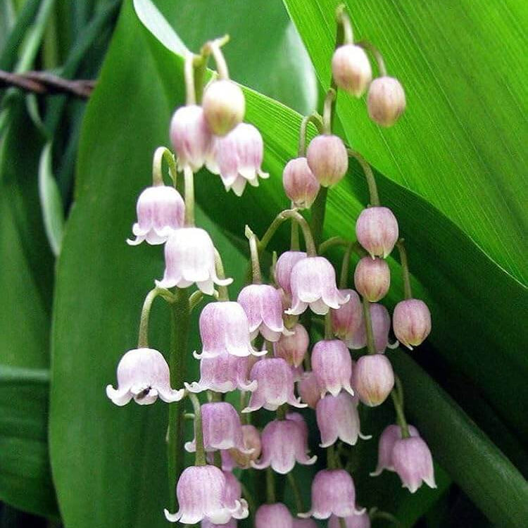 Lily of the Valley Seeds – Pink – Wildflower