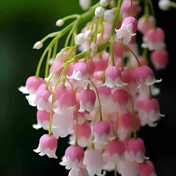 Lily of the Valley Seeds – Pink – Wildflower
