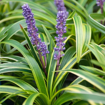 Lilyturf Plant Seeds
