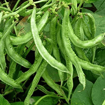 Lima Bean Seeds – Bush