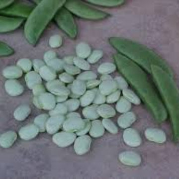 Lima Bean Seeds