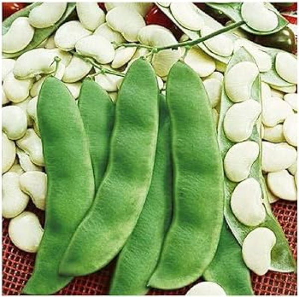 Lima Bean Seeds