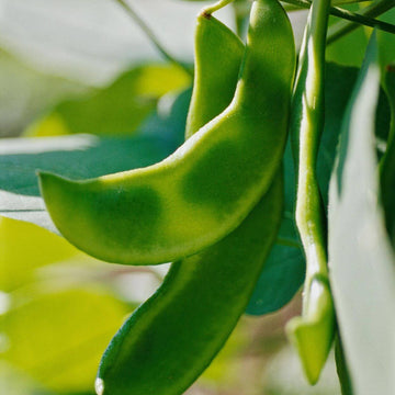 Lima Bean Seeds 