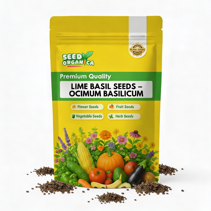 Lime Basil Seeds – Ocimum Basilicum