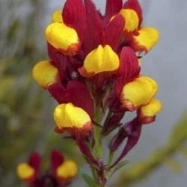 Linaria Seeds – Flamenco Bi-Color