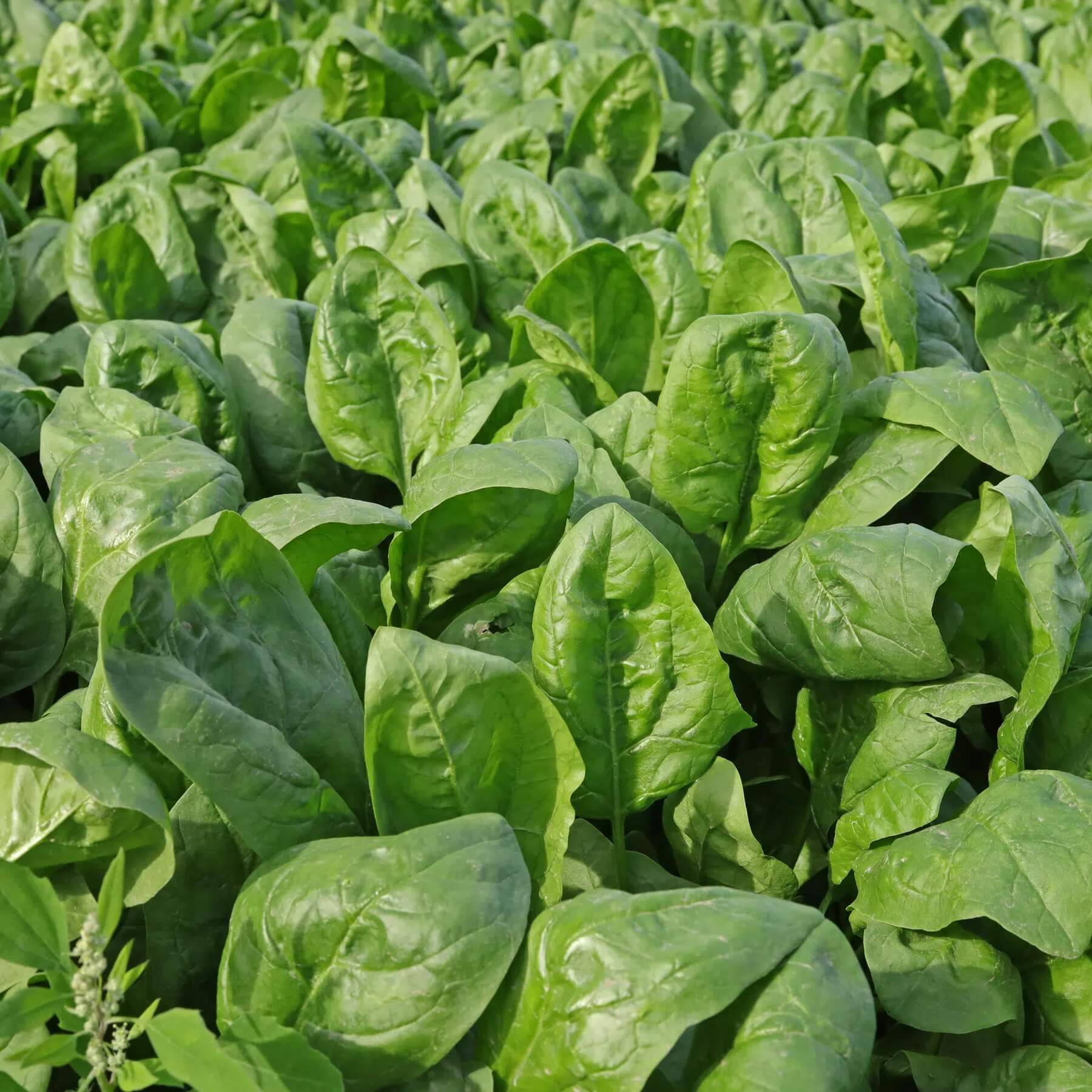 Lincolnshire Spinach Seeds - Vegetable Plant