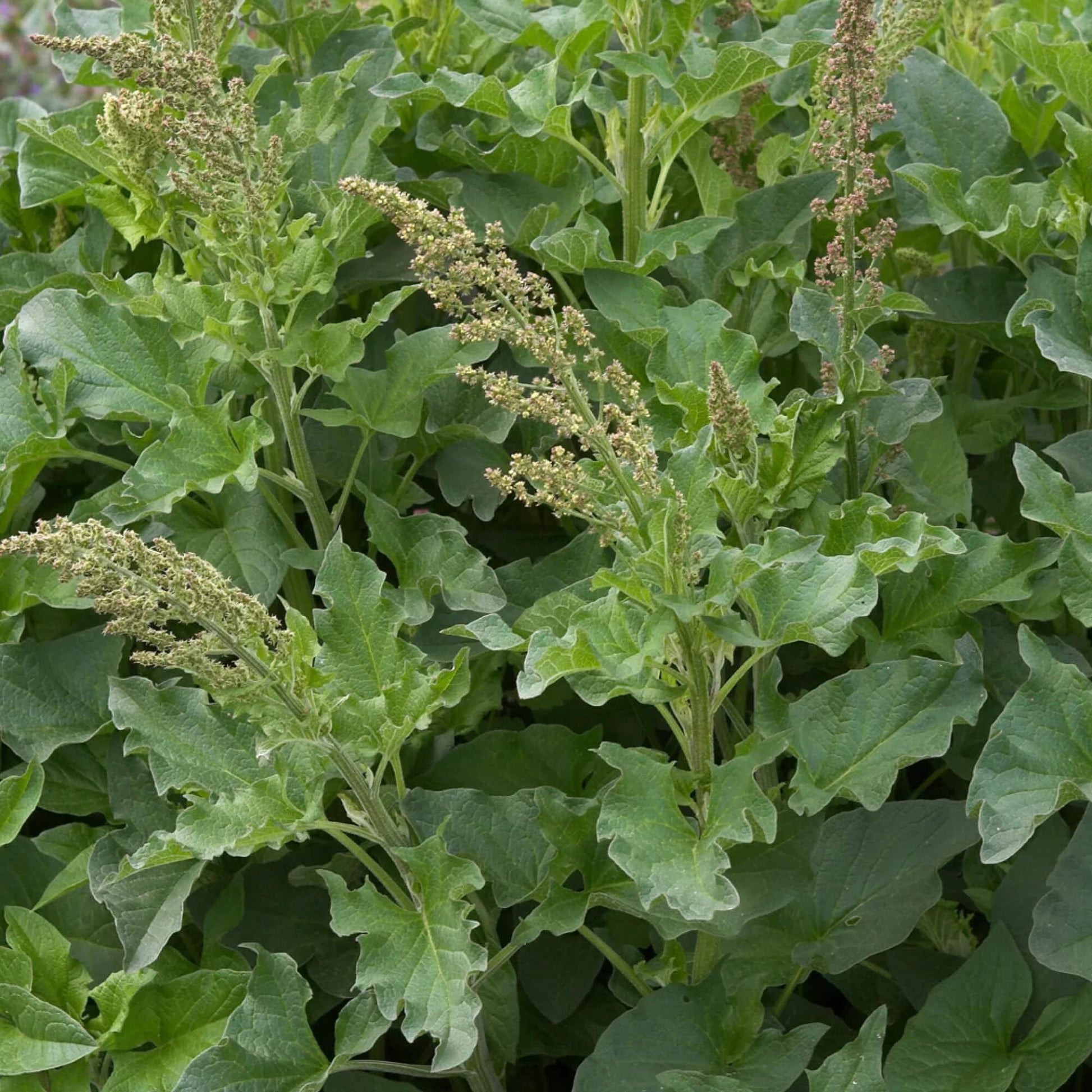 Lincolnshire Spinach Seeds - Vegetable Plant