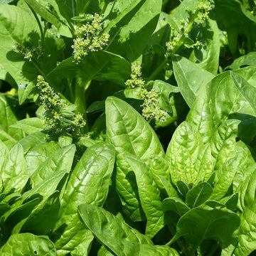 Lincolnshire Spinach Seeds - Vegetable Plant