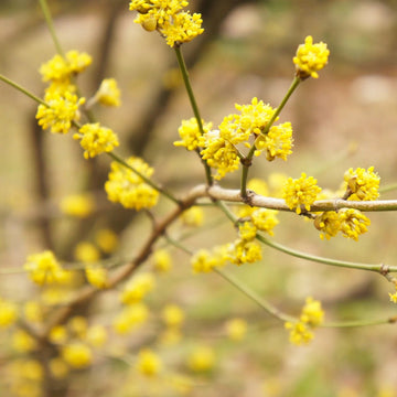 Lindera Benzoin Spicebush Seeds
