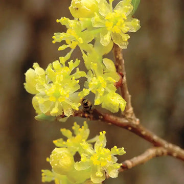 Lindera Benzoin Spicebush Seeds