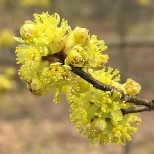 Lindera Benzoin Spicebush Seeds