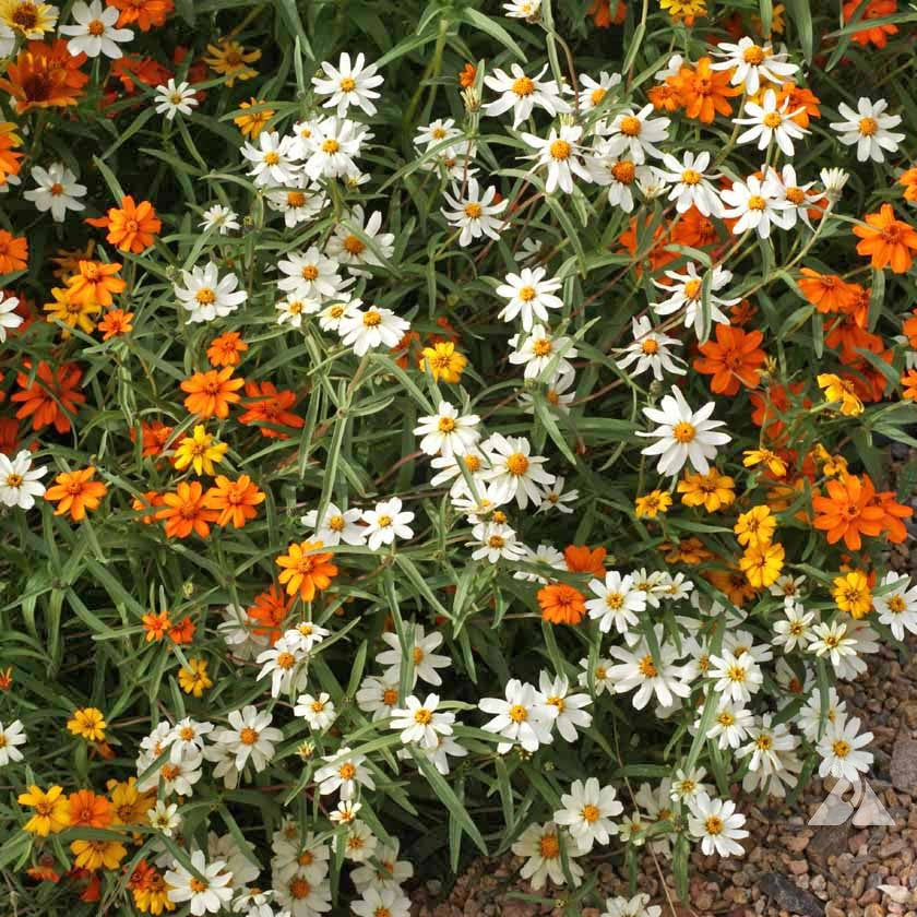 Linearis Mix Zinnia Seeds
