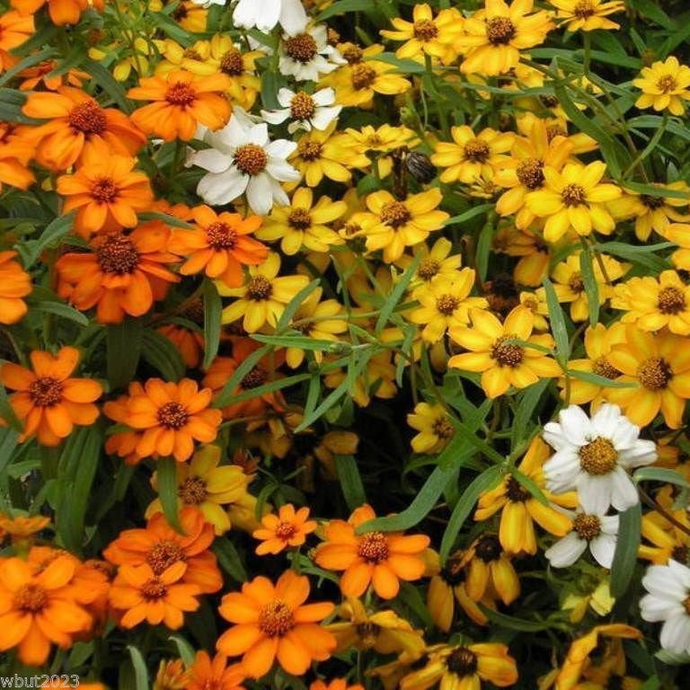 Linearis Mix Zinnia Seeds
