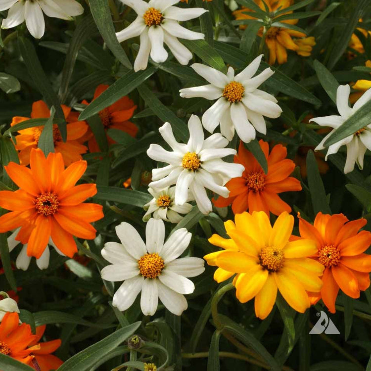 Linearis Mix Zinnia Seeds