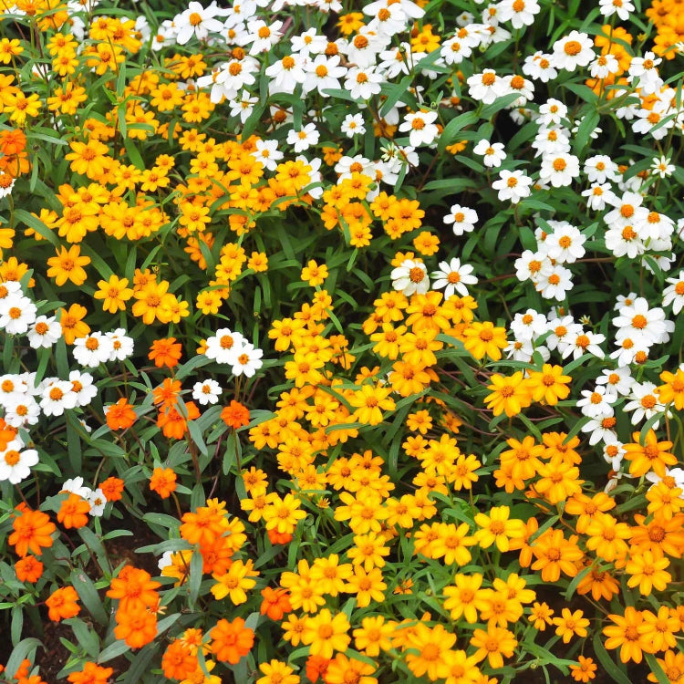 Linearis Mix Zinnia Seeds
