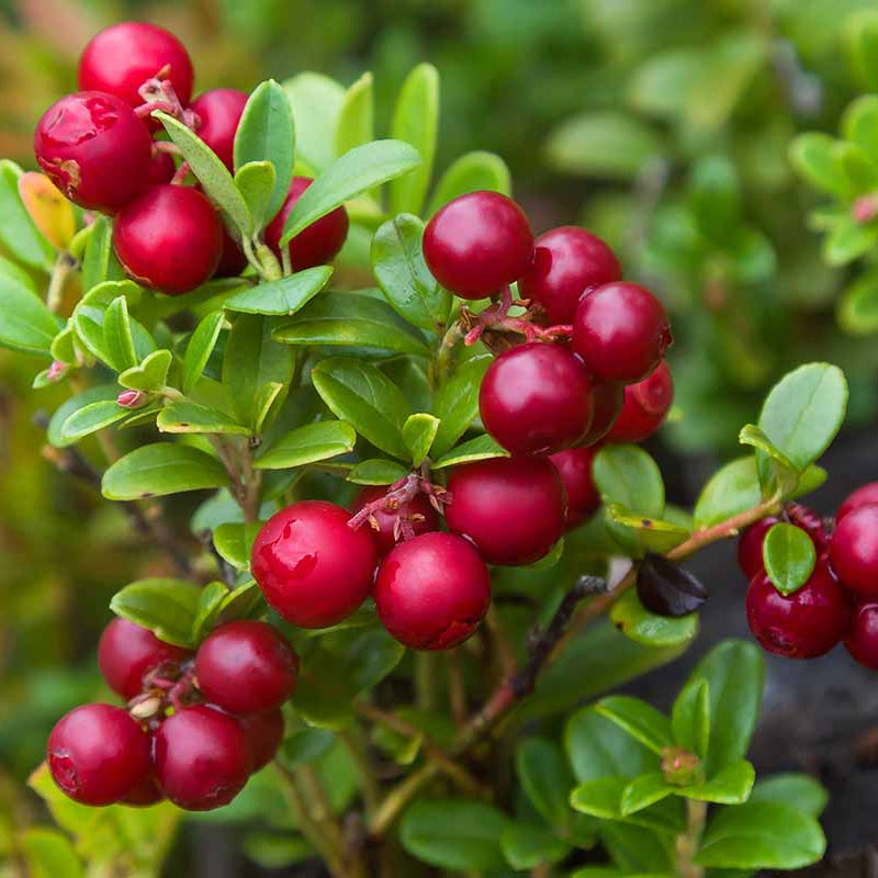 Lingonberry Seeds