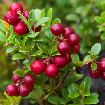 Lingonberry Seeds