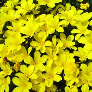 Linum Flavum Seeds – Wildflower Mix