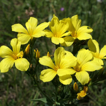 Linum Flavum Seeds – Wildflower Mix