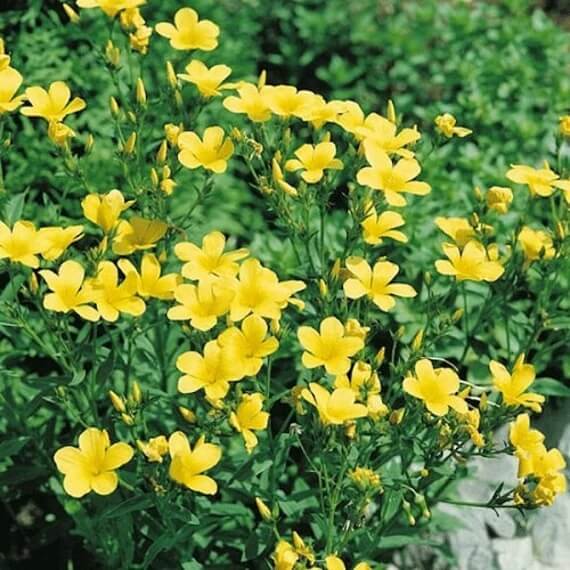 Linum Flavum Seeds – Wildflower Mix