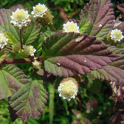 Lippia Dulcis Aztec Sweet Seeds