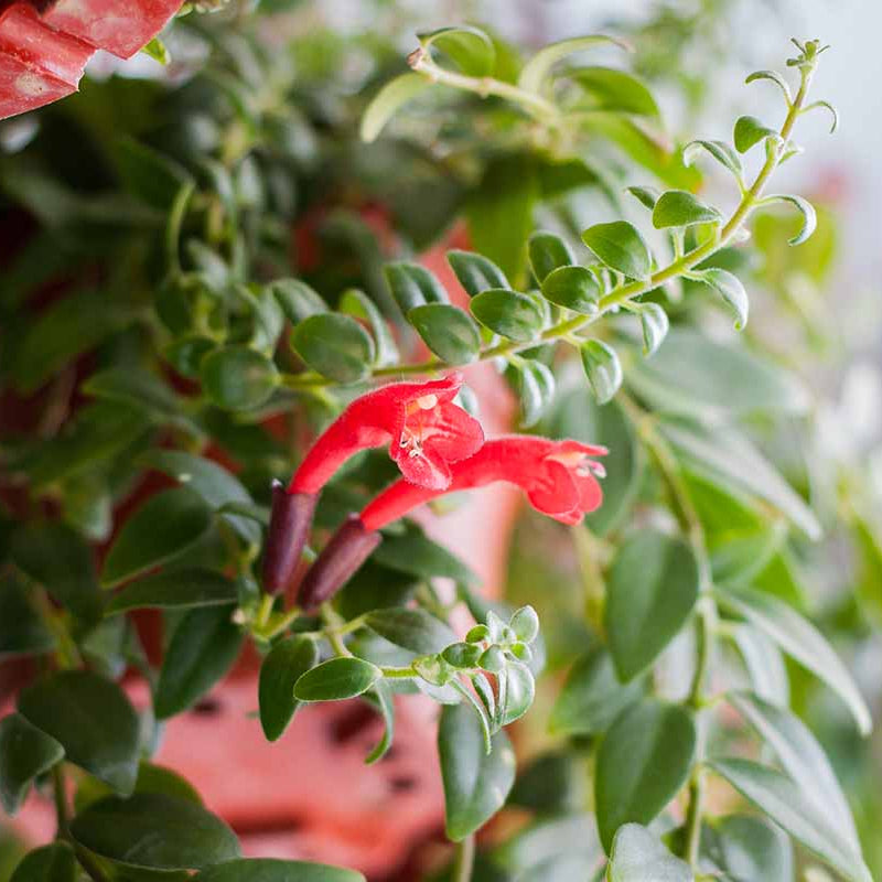 Lipstick Plant Seeds - Flower Plant