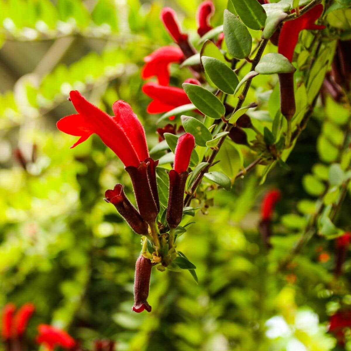 Lipstick Plant Seeds - Flower Plant