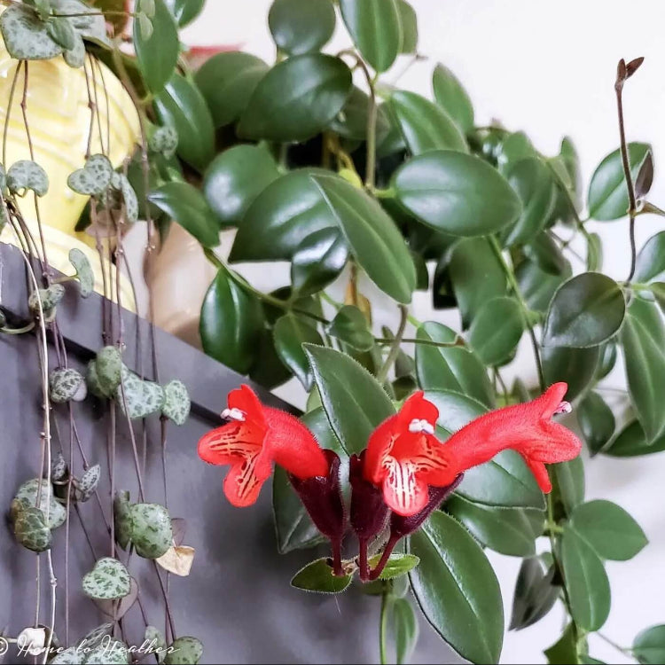 Lipstick Plant Seeds - Flower Plant