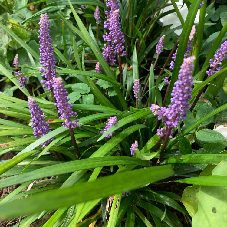Liriope Seeds