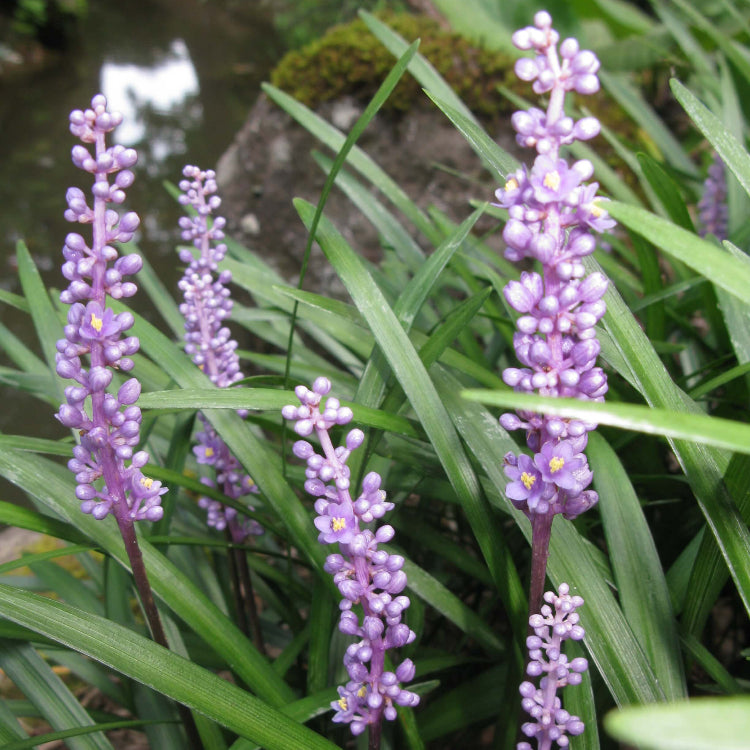 Liriope Seeds For Planting