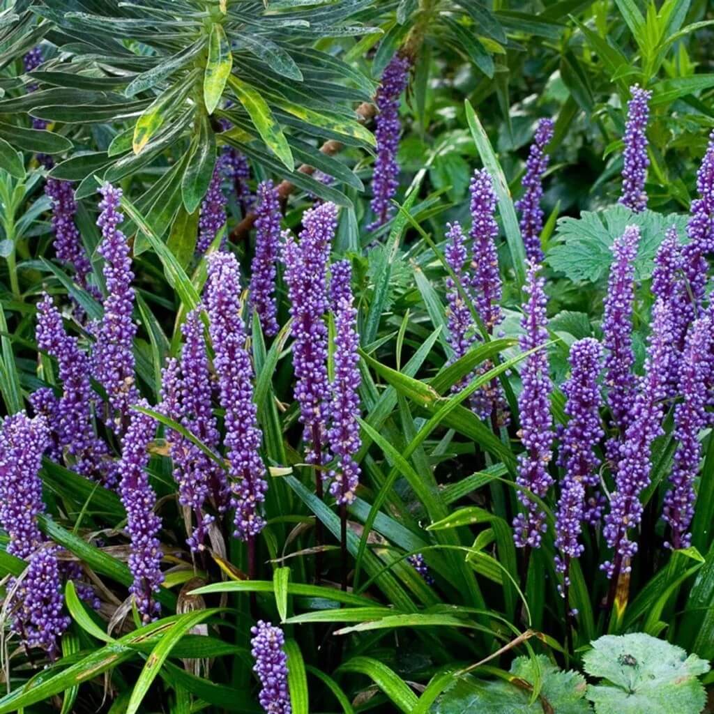 Liriope Seeds For Planting