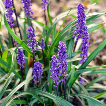 Liriope muscari Seeds