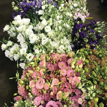 Lisianthus Seeds – Floral Mix