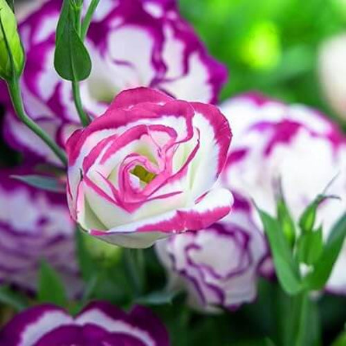 Lisianthus Seeds - All In One For Home Gardens
