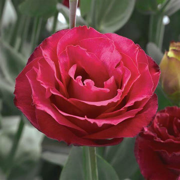 Lisianthus Seeds - All In One For Home Gardens