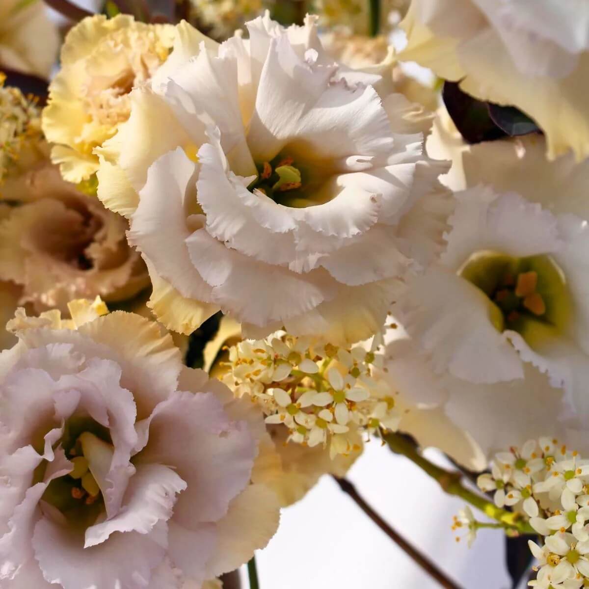 Lisianthus Seeds