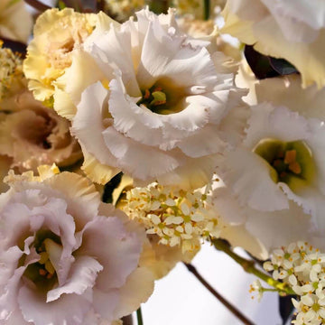 Lisianthus Seeds