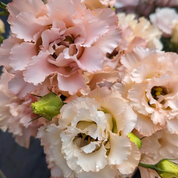 Lisianthus Seeds