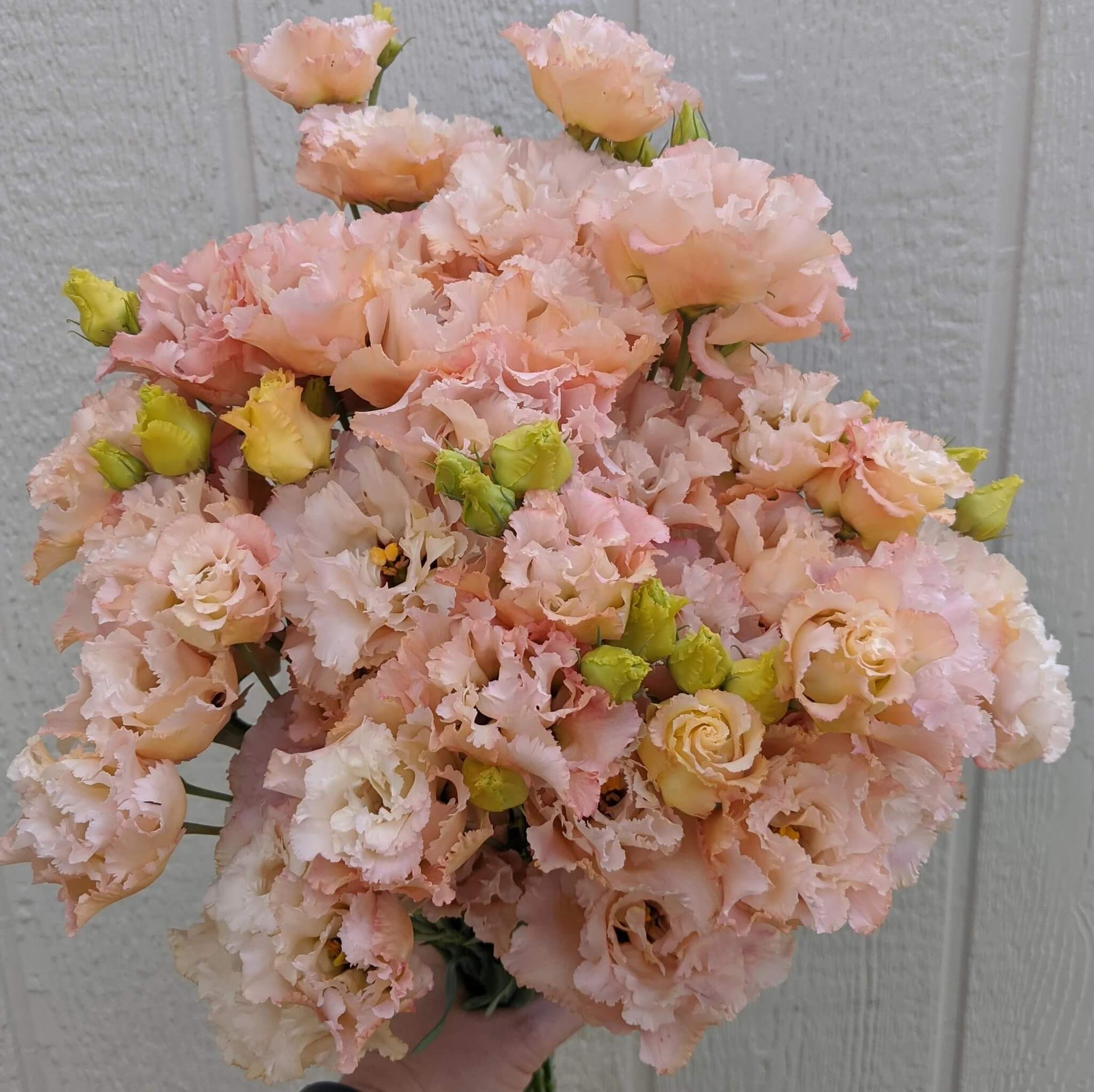 Lisianthus Seeds 