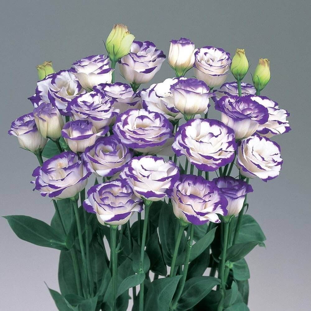 Lisianthus Seeds – Premium