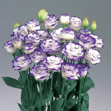 Lisianthus Seeds – Premium